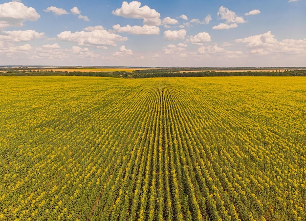 Idyllic yellow sunflower field in sunlight Location place of Ukraine Europe Photo of ecology concept Perfect natural wallpaper