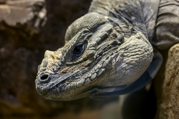 Free photo iguana head