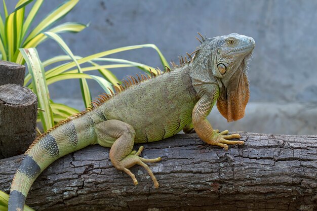 Iguana (iguanidae), prehistoric reptiles Premium Photo