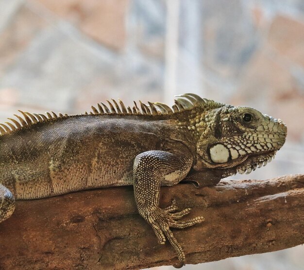 Iguana is a reptile genus in the iguanidae family. species of this genus occur in tropical regions of central america, south america and the caribbean.
