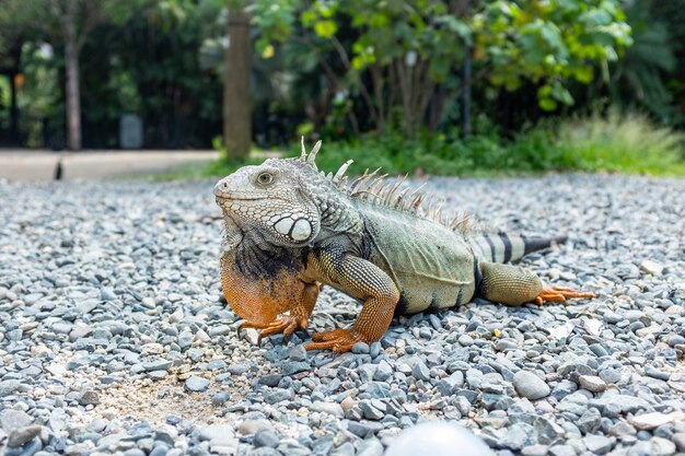 岩を見つめるイグアナ