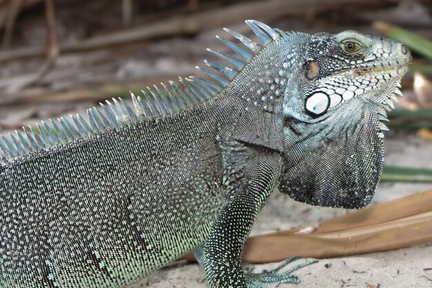 Iguanes Images Free Vectors Stock Photos Psd Iguanes Images Free Vectors Stock Photos Psd