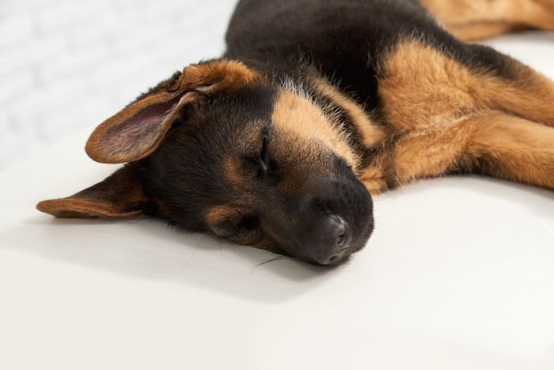 Foto gratuita un pastore tedesco malato che dorme in una clinica veterinaria.