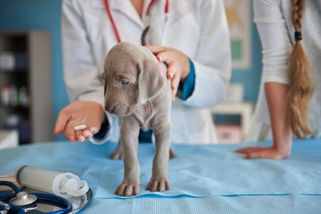 Ill puppy taking a pill
