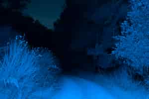Free photo illuminated road in forest in night time