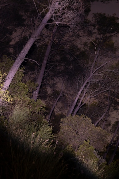 Free photo illuminated shot of forest in night time