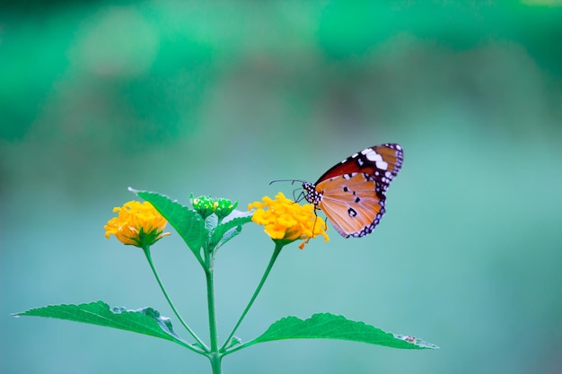 トラの蝶、または植物の上で休んでいるダナウス・クリシプス蝶としても知られている画像 Premium写真