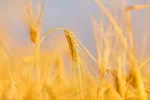 Foto gratuita immagine del campo di grano con cielo blu giorno d'estate