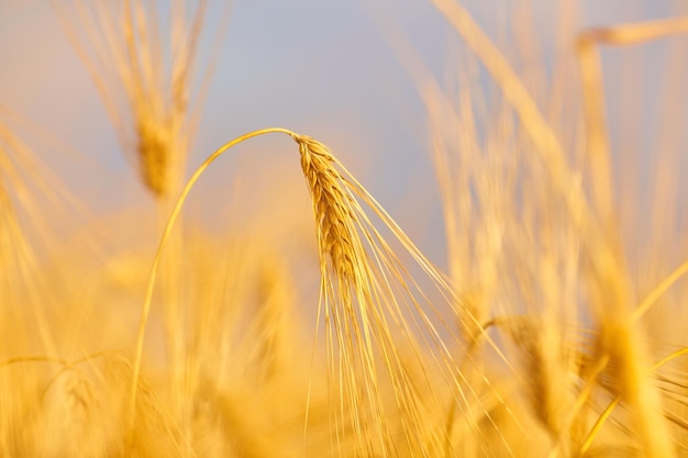 Image of wheat field with blue sky summer day