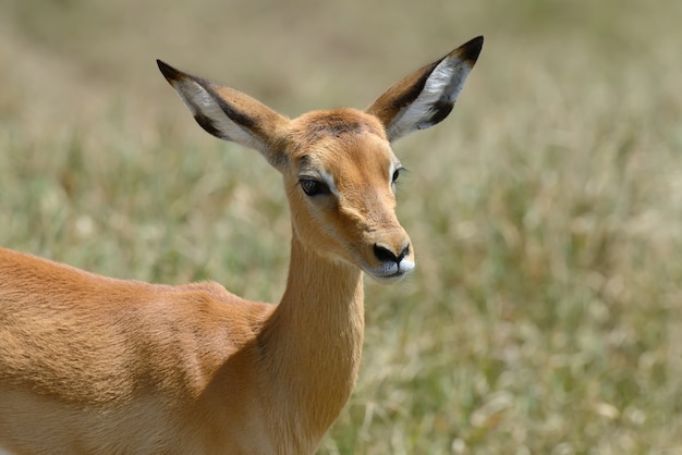 Impala on savanna in National park of Africa, Kenya