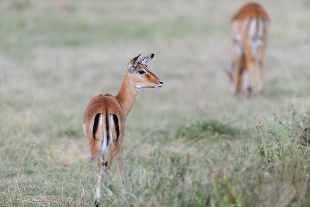 ケニア、アフリカ国立公園のサバンナのインパラ