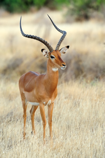 Foto gratuita impala nella savana