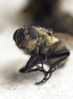 Впечатляющий макроснимок пчелы