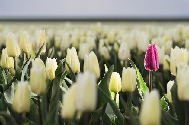 Бесплатное фото В конце апреля - начале мая поля тюльпанов в нидерландах красочно расцветают. к счастью, по всей голландской сельской местности разбросаны сотни цветочных полей,