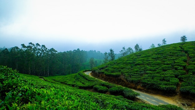 インドの霧のお茶涼しいお茶の葉