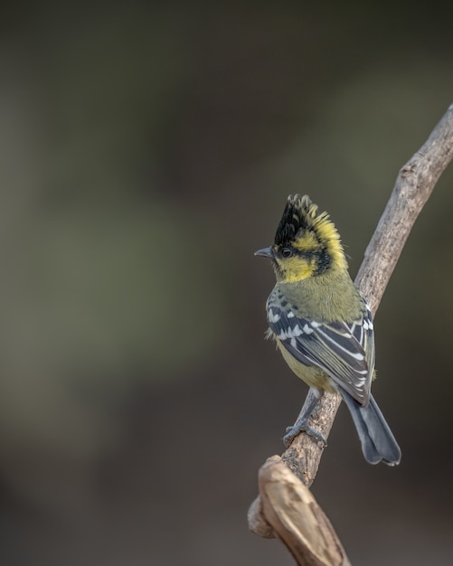 インドの黒人のシジュウカラ、Machlolophus aplonotus