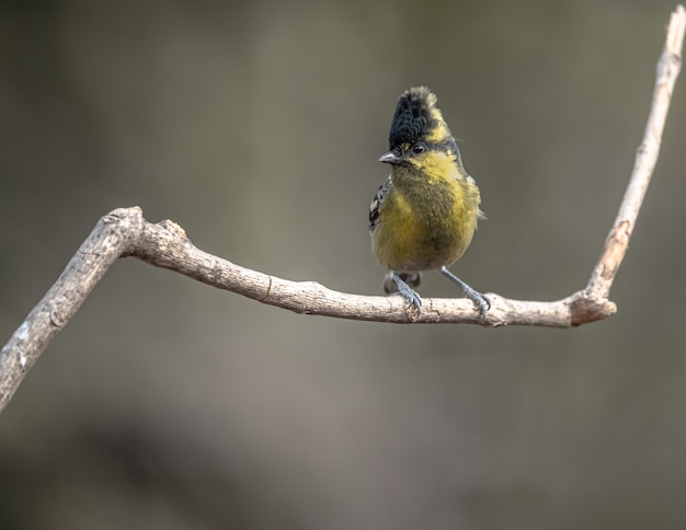 Free photo indian black-lored tit, machlolophus aplonotus