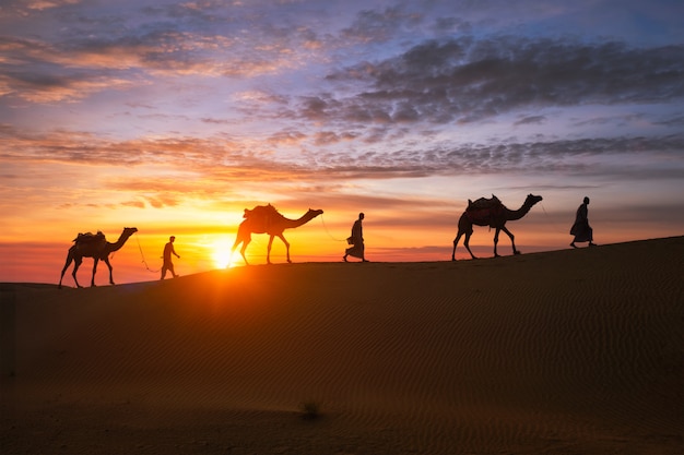 Индийский погонщик верблюдов с верблюжьими силуэтами в дюнах на закате. джайсалмер, раджастхан, индия