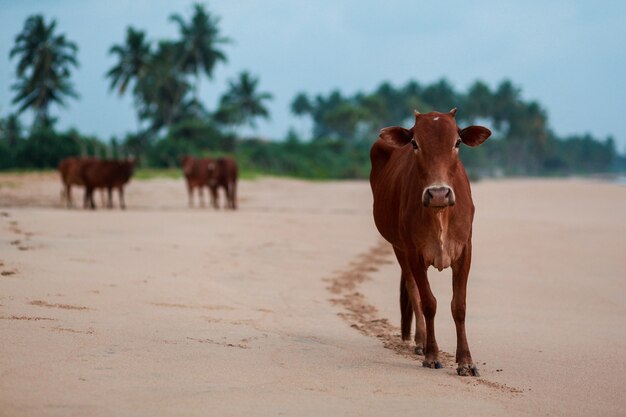 Индийская корова на пляже.