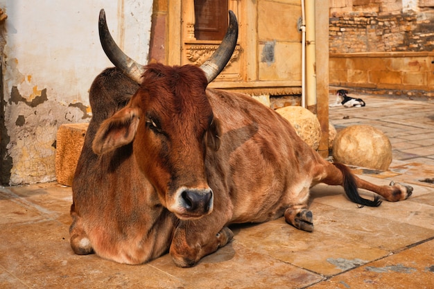 Индийская корова отдыхает на улице