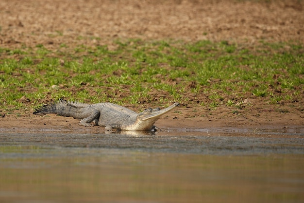 Индийский гавиал в естественной среде обитания заповедник реки чамбал