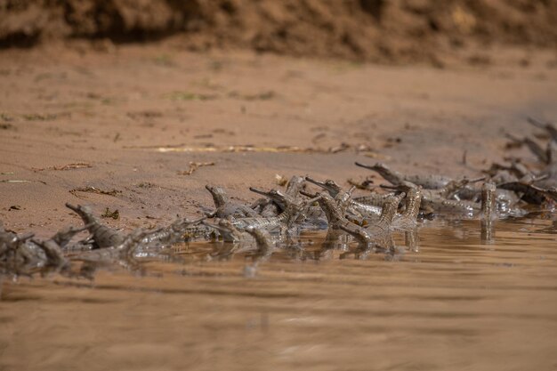 Indian gavials in its natural habitat