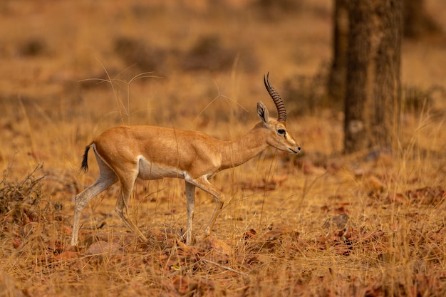 Foto gratuita maschio di gazzella indiano in un bel posto in indiaanimale selvatico nell'habitat naturale