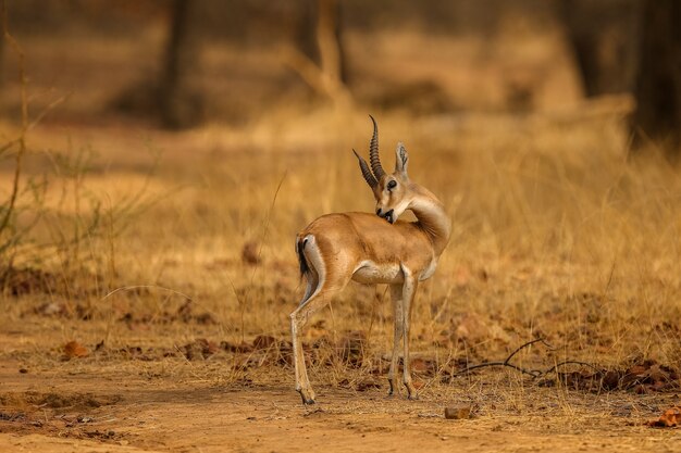 Indian gazell male in a beautiful place in indiawild animal in the nature habitat