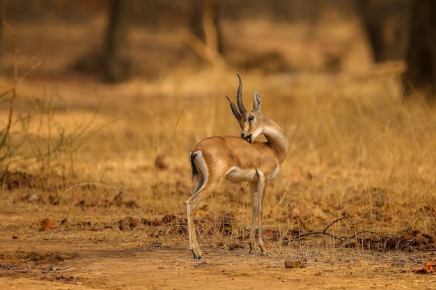 자연 서식지에 있는 인도 야생 동물의 아름다운 장소에 있는 인도 가젤 수컷