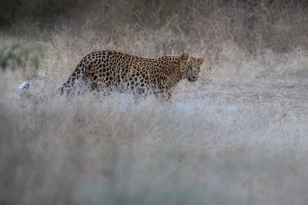 Индийский леопард в естественной среде обитания Леопард отдыхает на скале Сцена дикой природы с опасным животным