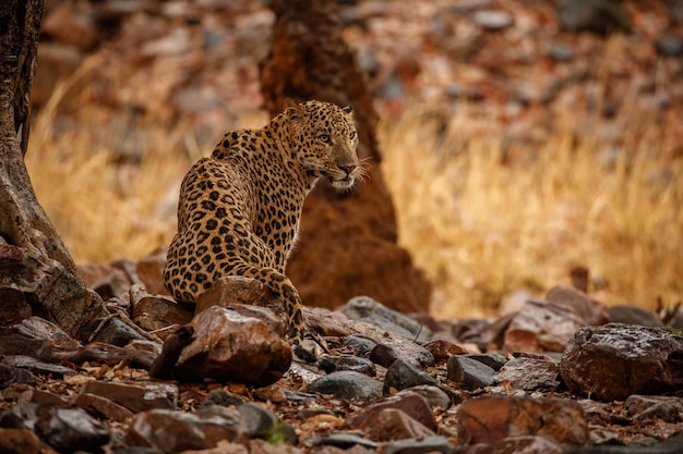 Foto gratuita leopardo indiano nell'habitat naturale leopardo che riposa sulla roccia scena della fauna selvatica