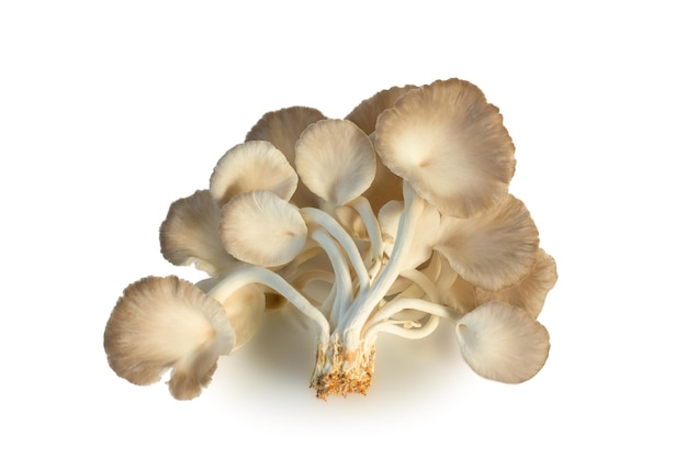 Indian oyster mushroom (phoenix mushroom or lung oyster) isolated on white background.