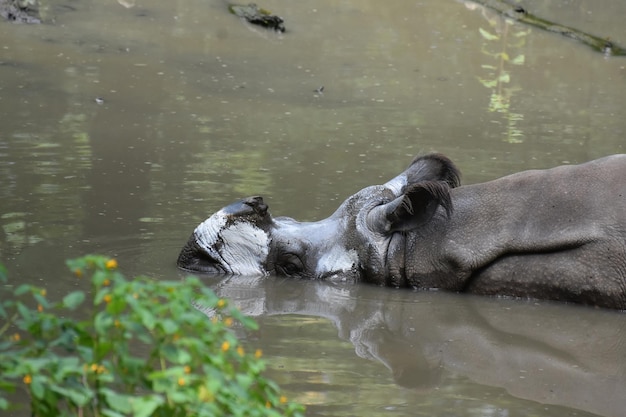 물을 구멍에서 진흙 목욕을 하는 인도 코뿔소