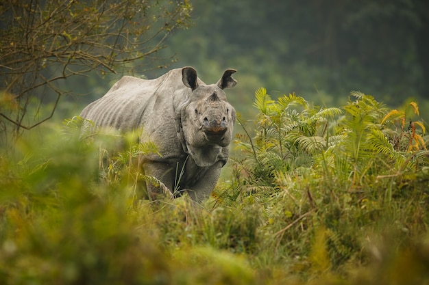 индийский носорог в азии индийский носорог или однорогий носорог единорог с зеленой травой