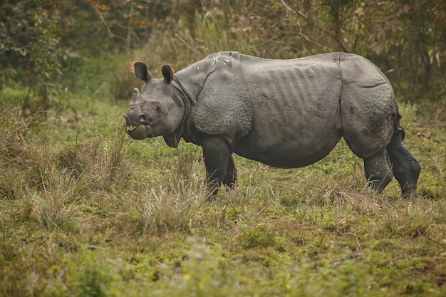 아시아의 인도 코뿔소 인도 코뿔소 또는 푸른 잔디가 있는 뿔이 있는 코뿔소 유니콘
