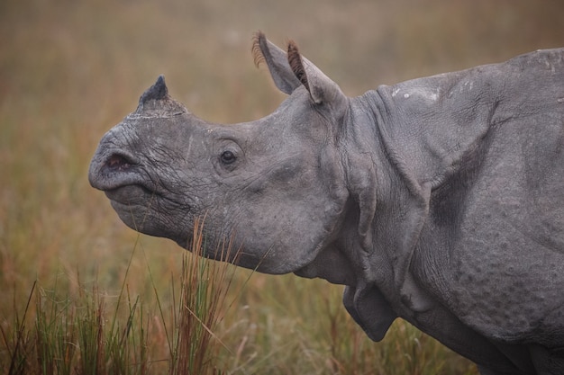 Free photo indian rhinoceros in asia indian rhino or one horned rhinoceros unicornis with green grass