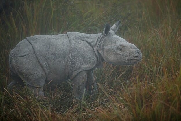 indian rhinoceros in asia indian rhino or one horned rhinoceros unicornis with green grass