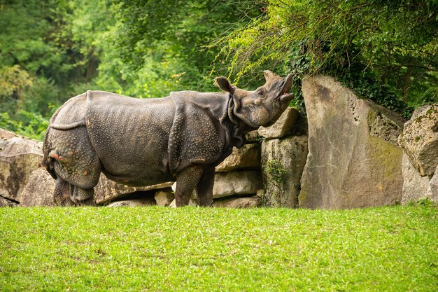 아름다운 자연이 보이는 서식지에 있는 인도 코뿔소 뿔이 있는 코뿔소 한 마리 멸종 위기에 처한 종 지구상에서 가장 큰 코뿔소