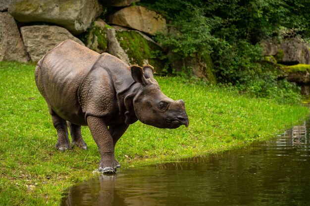 아름다운 자연이 보이는 서식지에 있는 인도 코뿔소 뿔이 있는 코뿔소 한 마리 멸종 위기에 처한 종 지구상에서 가장 큰 코뿔소