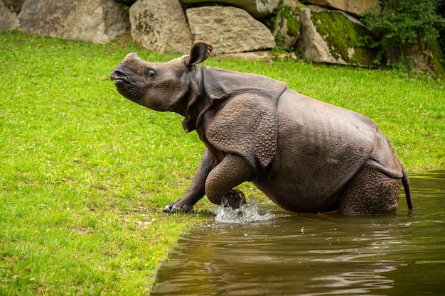 Indian rhinoceros in the beautiful nature looking habitat One horned rhino Endangered species The biggest kind of rhinoceros on the earth