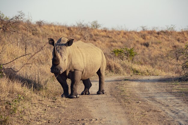 Indian rhinoceros in South Africa