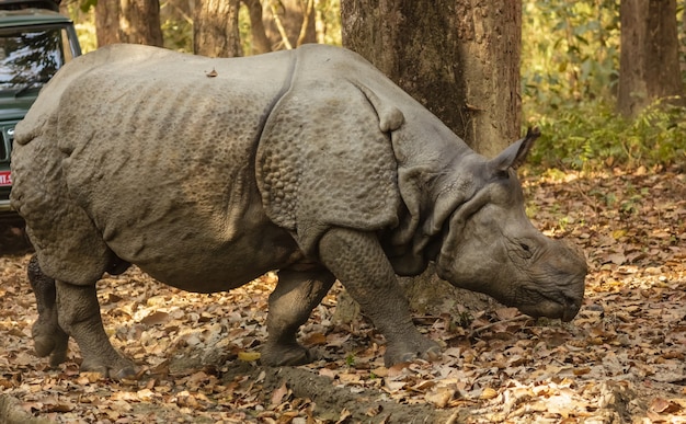 Индийский носорог гуляет по лесу, покрытому зеленью, под солнечным светом