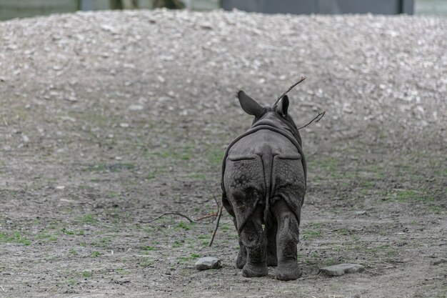 Indian rhinoceros walking through a field in a zoo