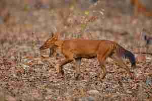 Free photo indian wild dog pose in the nature habitat