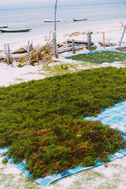 Foto gratuita indonesia, lembongan, le alghe vengono essiccate per fare cosmetici.