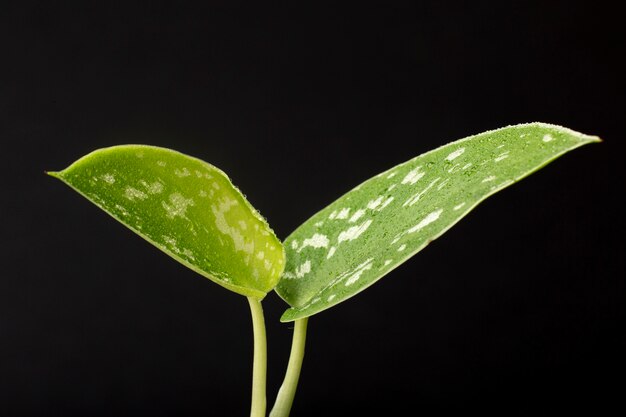 Indoor plant textures details