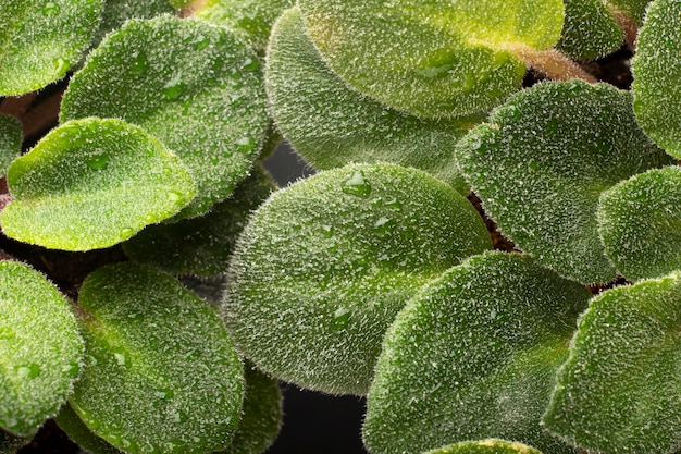 Indoor plant textures details