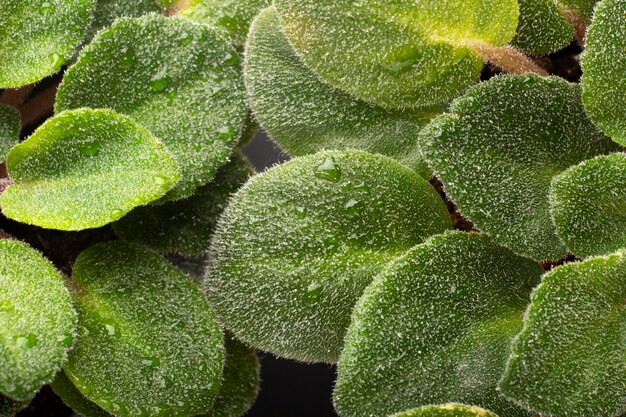 Indoor plant textures details