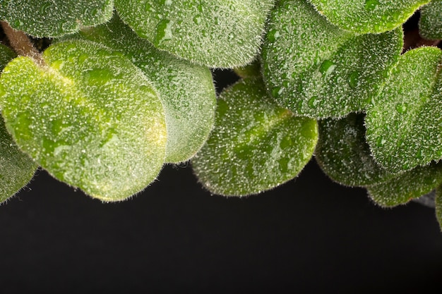 Indoor plant textures details