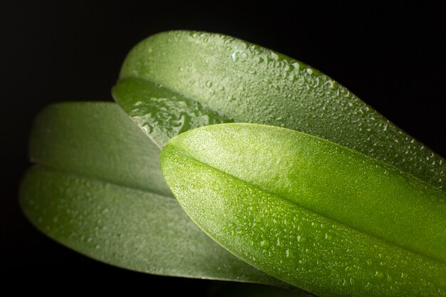 屋内植物テクスチャの詳細